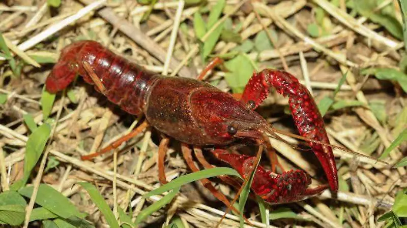 Langostinos en el Río Bravo